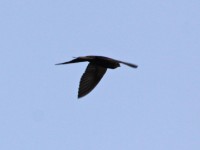 Black Saw-wing (Psalidoprocne pristoptera orientalis) Eastern