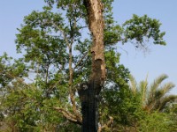 Dzalanyama Forest Reserve