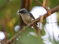 White-tailed Blue Flycatcher (Elminia albicauda)