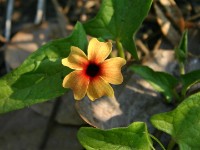Dzalanyama Forest Reserve