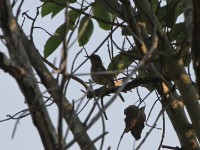 White-browed Scrub Robin (Cercotrichas leucophrys)
