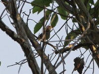 White-browed Scrub Robin (Cercotrichas leucophrys)
