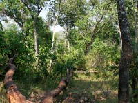 Dzalanyama Forest Reserve