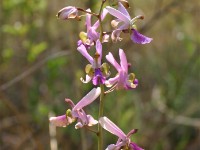 Dzalanyama Forest Reserve