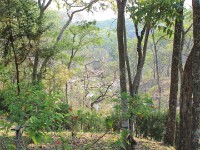 Dzalanyama Forest Lodge