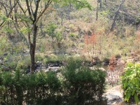 Dzalanyama Forest Lodge