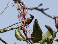 Miombo Double-collared Sunbird (Cinnyris manoensis)
