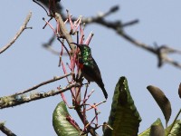 Miombo Double-collared Sunbird (Cinnyris manoensis)