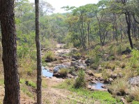 Dzalanyama Forest Lodge