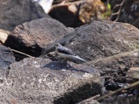 Mountain Wagtail (Motacilla clara)