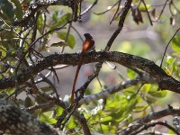 African Paradise Flycatcher (Terpsiphone viridis)