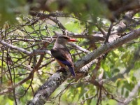 Grey-headed Kingfisher (Halcyon leucocephala)