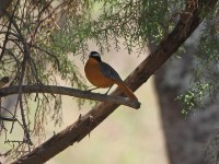 White-browed Robin-Chat (Cossypha heuglini)