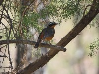 White-browed Robin-Chat (Cossypha heuglini)