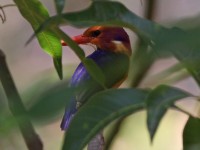 African Pygmy Kingfisher (Ispidina picta)