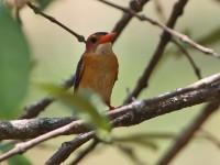 African Pygmy Kingfisher (Ispidina picta)