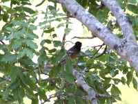 Rufous-bellied Tit (Melaniparus rufiventris)