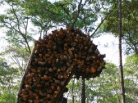 Dzalanyama Forest Reserve
