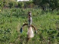Dzalanyama Forest Reserve