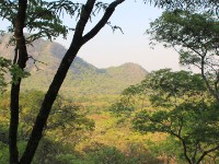 Dzalanyama Forest Reserve