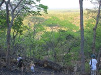 Dzalanyama Forest Reserve