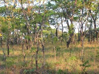 Dzalanyama Forest Reserve