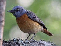 Miombo Rock Thrush (Monticola angolensis)