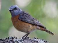 Miombo Rock Thrush (Monticola angolensis)