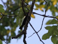 Amethyst Sunbird (Chalcomitra amethystina)