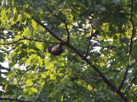 Stierling's Woodpecker (Dendropicos stierlingi)