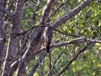 Dark Chanting Goshawk (Melierax metabates)