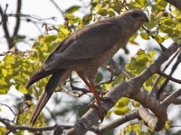 Dark Chanting Goshawk (Melierax metabates)