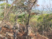 Dzalanyama Forest Reserve