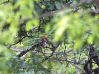 Red-headed Weaver (Anaplectes rubriceps)