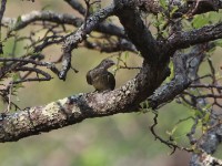Scaly-throated Honeyguide (Indicator variegatus)