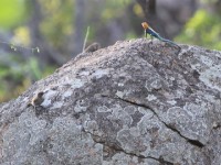 Familiar Chat (Oenanthe familiaris) Red-headed Rock Agama (Agama agama)