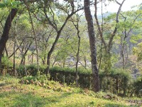 Dzalanyama Forest Lodge