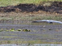 Black-headed Heron (Ardea melanocephala)