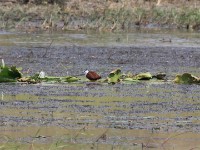 African Jacana (Actophilornis africanus)