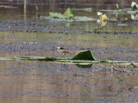 Lesser Jacana (Microparra capensis)