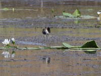 Lesser Jacana (Microparra capensis)
