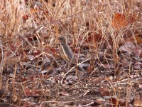 Miombo Scrub Robin (Cercotrichas barbata)