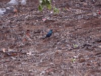 Miombo Blue-eared Starling (Lamprotornis elisabeth)