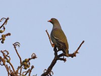 African Green Pigeon (Treron calvus)