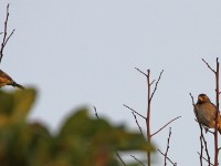 Sunbird sp. Yellow-mantled Widowbird (Euplectes macroura)