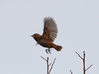 Yellow-mantled Widowbird (Euplectes macroura)