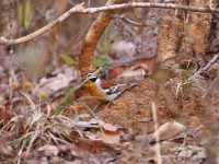 Golden-breasted Bunting (Emberiza flaviventris)