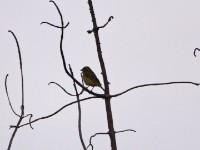 Southern Citril (Crithagra hyposticta)