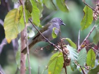 Black-browed Greenbul (Arizelocichla fusciceps) aka Eastern Mountain Greenbul (Andropadus nigriceps fusciceps)
