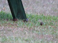 Yellow-bellied Waxbill (Coccopygia quartinia)